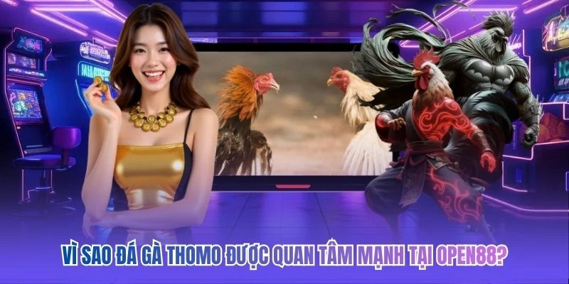 V&igrave; sao đ&aacute; g&agrave; Thomo được quan t&acirc;m mạnh tại OPEN88?